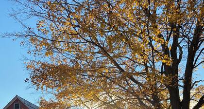Historic Wayside Farm - a working dairy farm