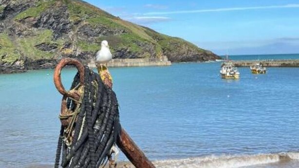 A coastal scene with a seagull perched on a rope, a rocky hill, and boats in the water.