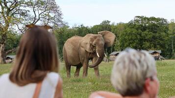 A group of elephants in a grassy area with trees and huts in the background.