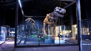 A dinosaur skeleton exhibit in a museum with glass display cases and metal frames. - Knuthenborg Safaripark (Bandholm)