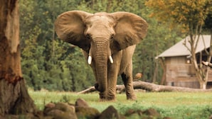 An elephant standing in a grassy area with trees and a building in the background. - Knuthenborg Safaripark (Bandholm)