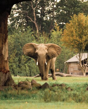Exterior - Knuthenborg Safaripark (Bandholm)