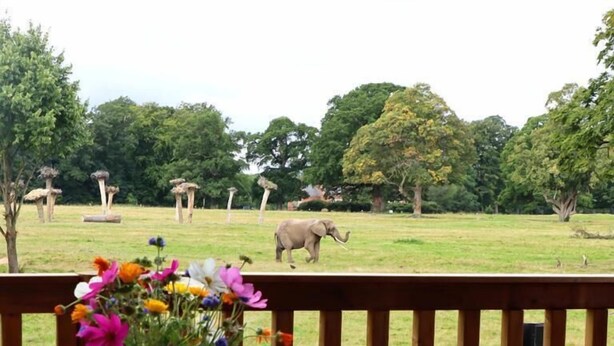 A dining table set outdoors with a view of a grassy field and an elephant in the distance. - Knuthenborg Safaripark (Bandholm)