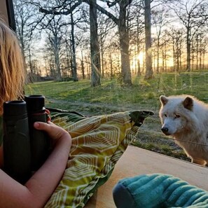 Miscellaneous - Knuthenborg Safaripark (MARIBO)