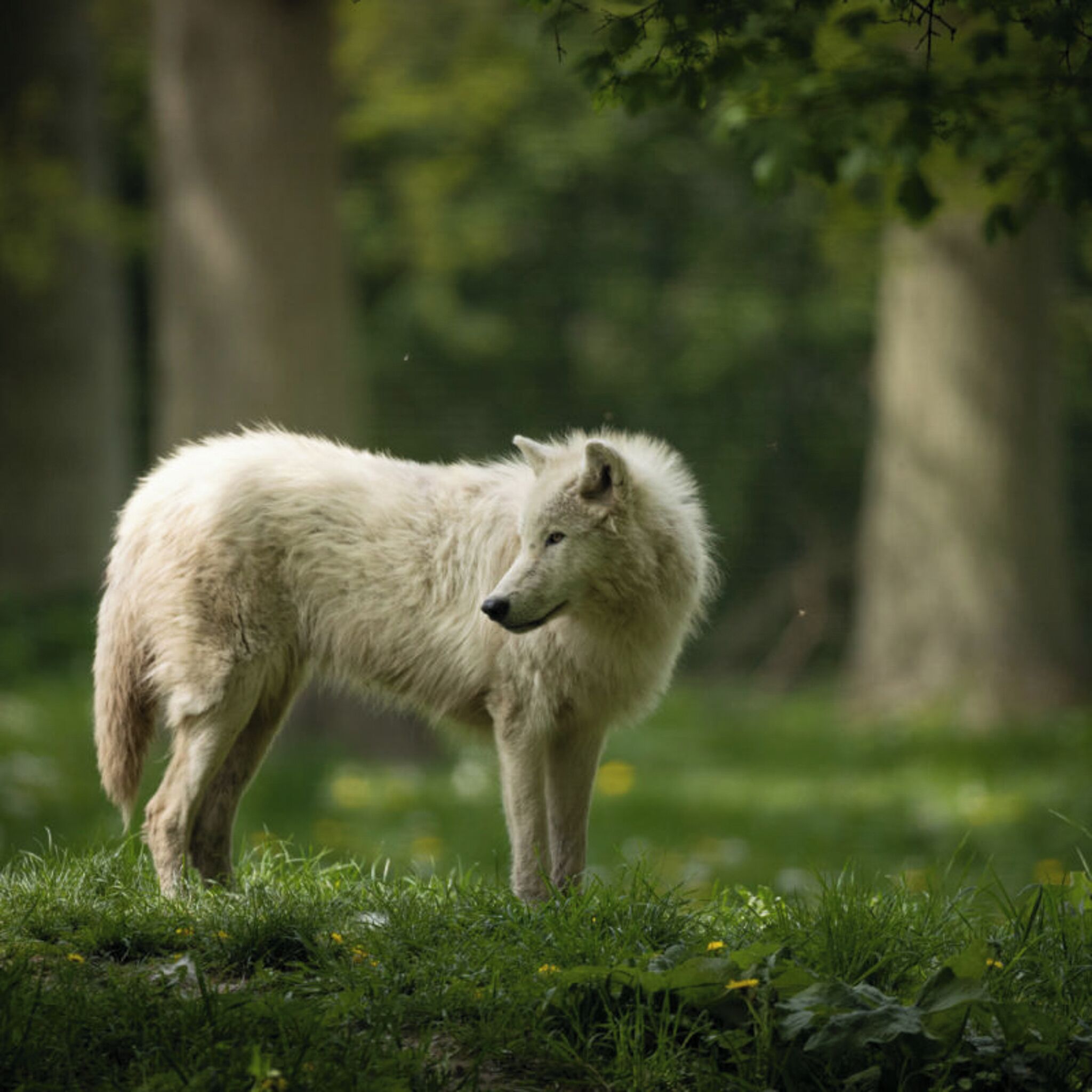 Um lobo em uma área gramada com árvores ao fundo.