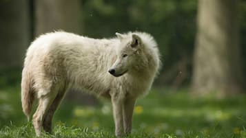 Um lobo em uma área gramada com árvores ao fundo.