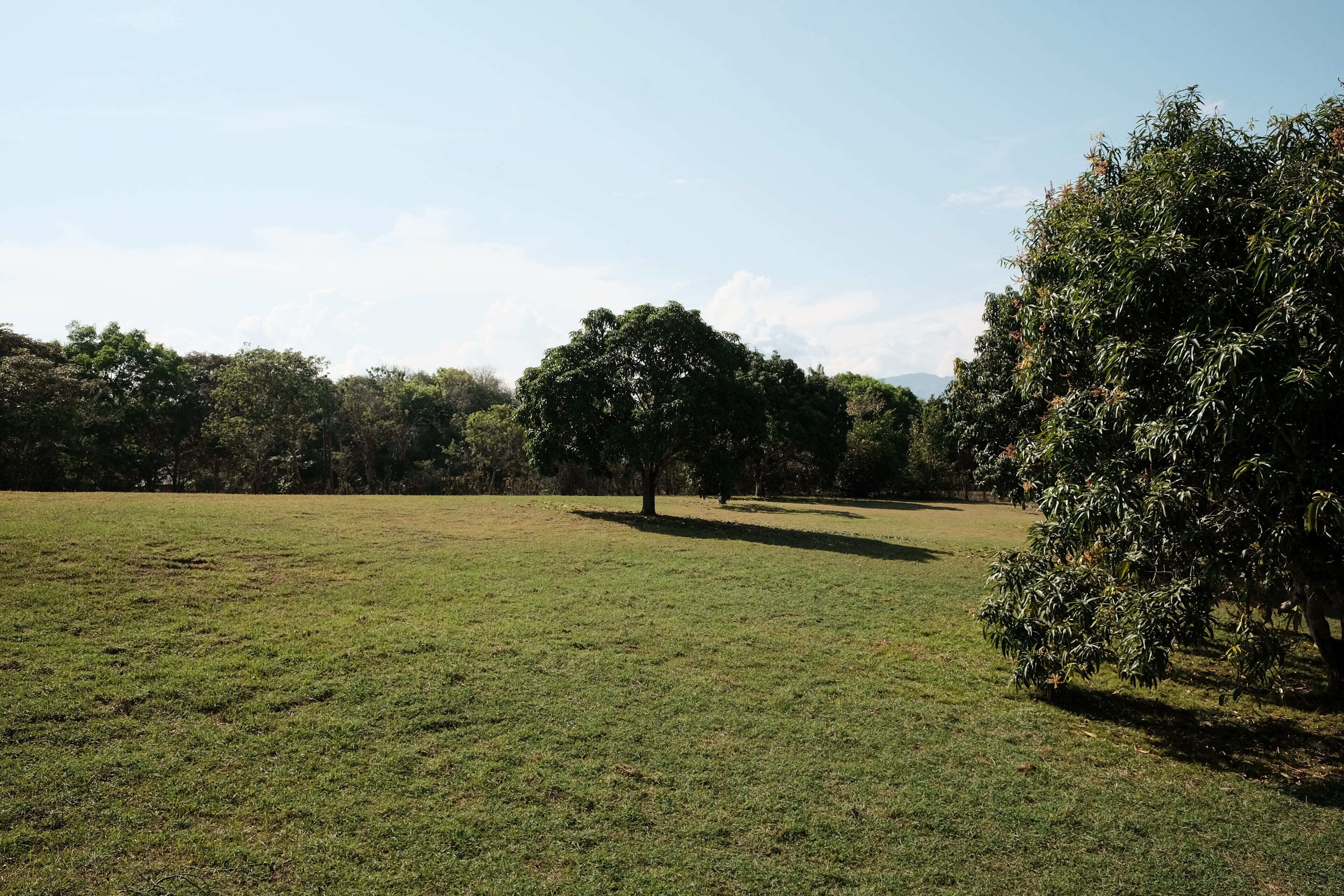 A grassy field with trees and a clear sky.