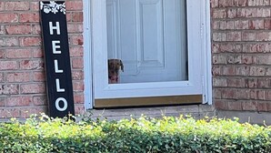 Una puerta blanca con un perro pequeño asomándose por la abertura, un letrero que dice 'HELLO' a la izquierda y una pared de ladrillo.