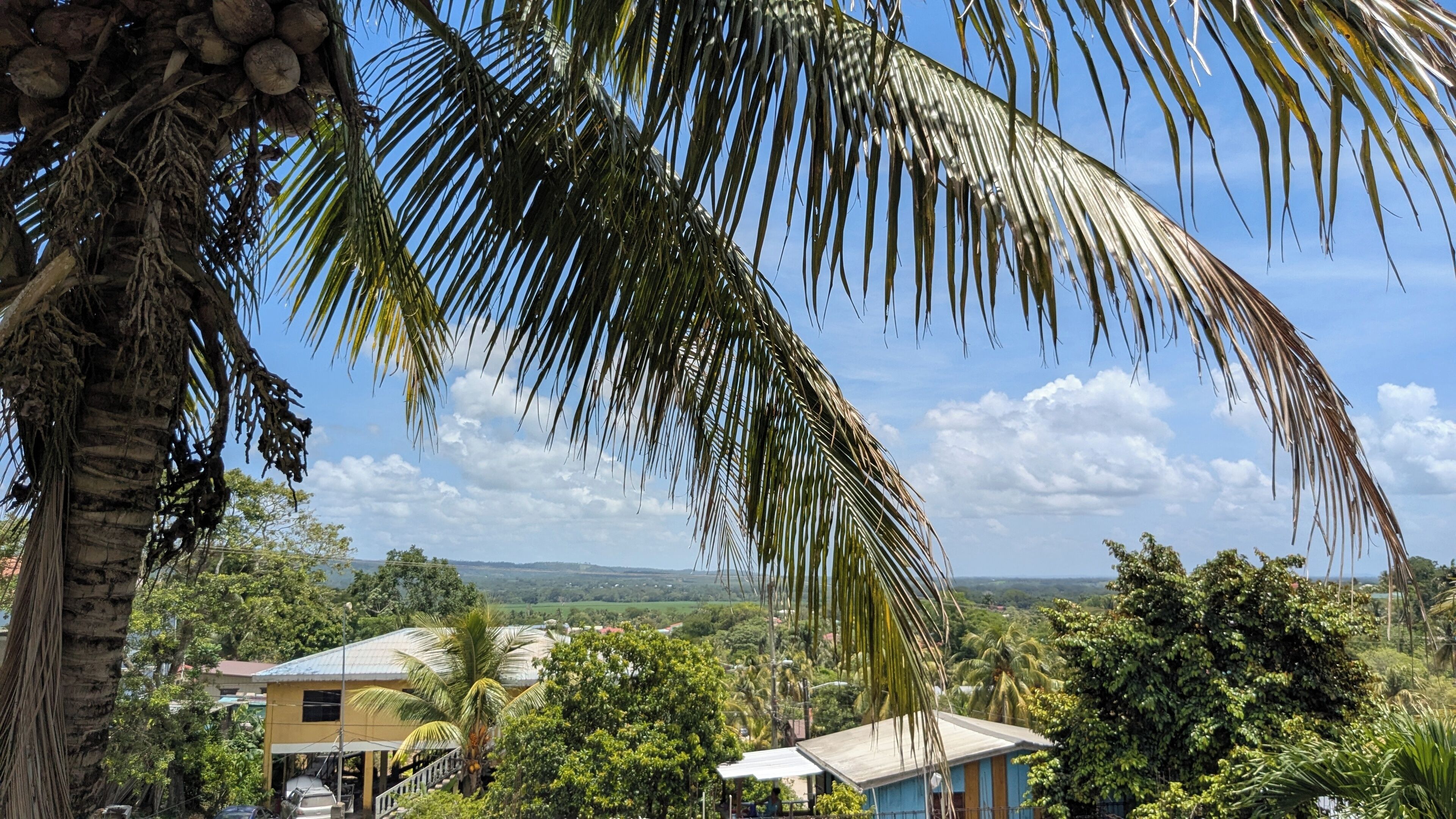A view of a rural landscape with a house and palm trees.