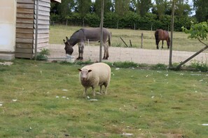 Ein von einer Zäune umgebenes Außengelände mit einem Gebäude, einem Esel, einem Pferd und einem Schaf.