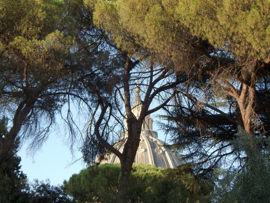 Uma árvore grande com vista desimpedida para um edifício ao fundo.