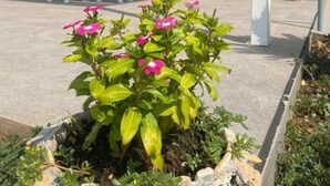 A covered outdoor seating area with a table and chairs, a potted plant with pink flowers, and a building entrance with a glass door. - Villa among olive trees with garden and parking • Relax in Puglia (Puglia)
