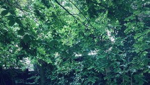 A swimming pool with a brick border, surrounded by dense green foliage.