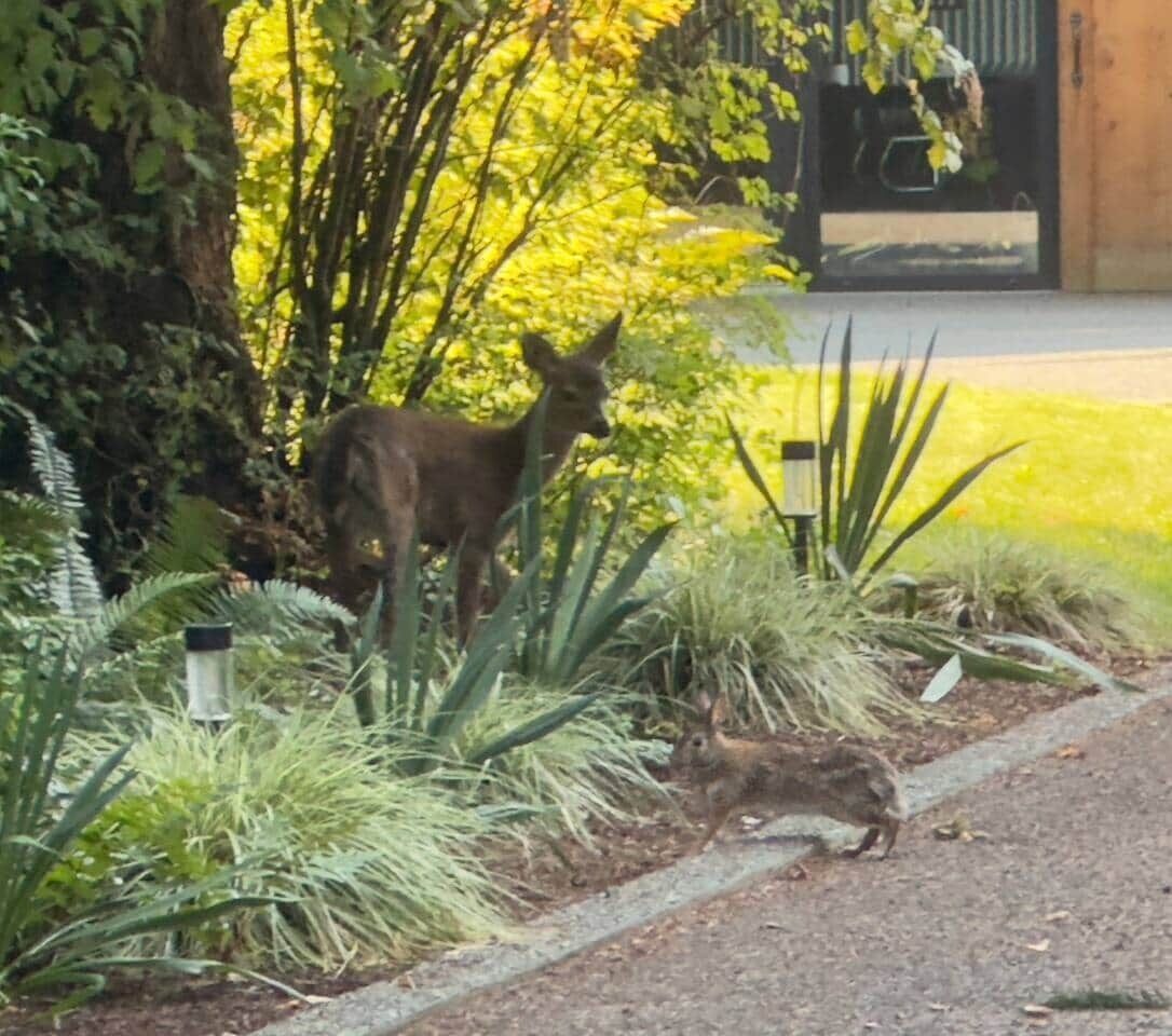 Un jardin avec un chemin, un chien et un lapin.