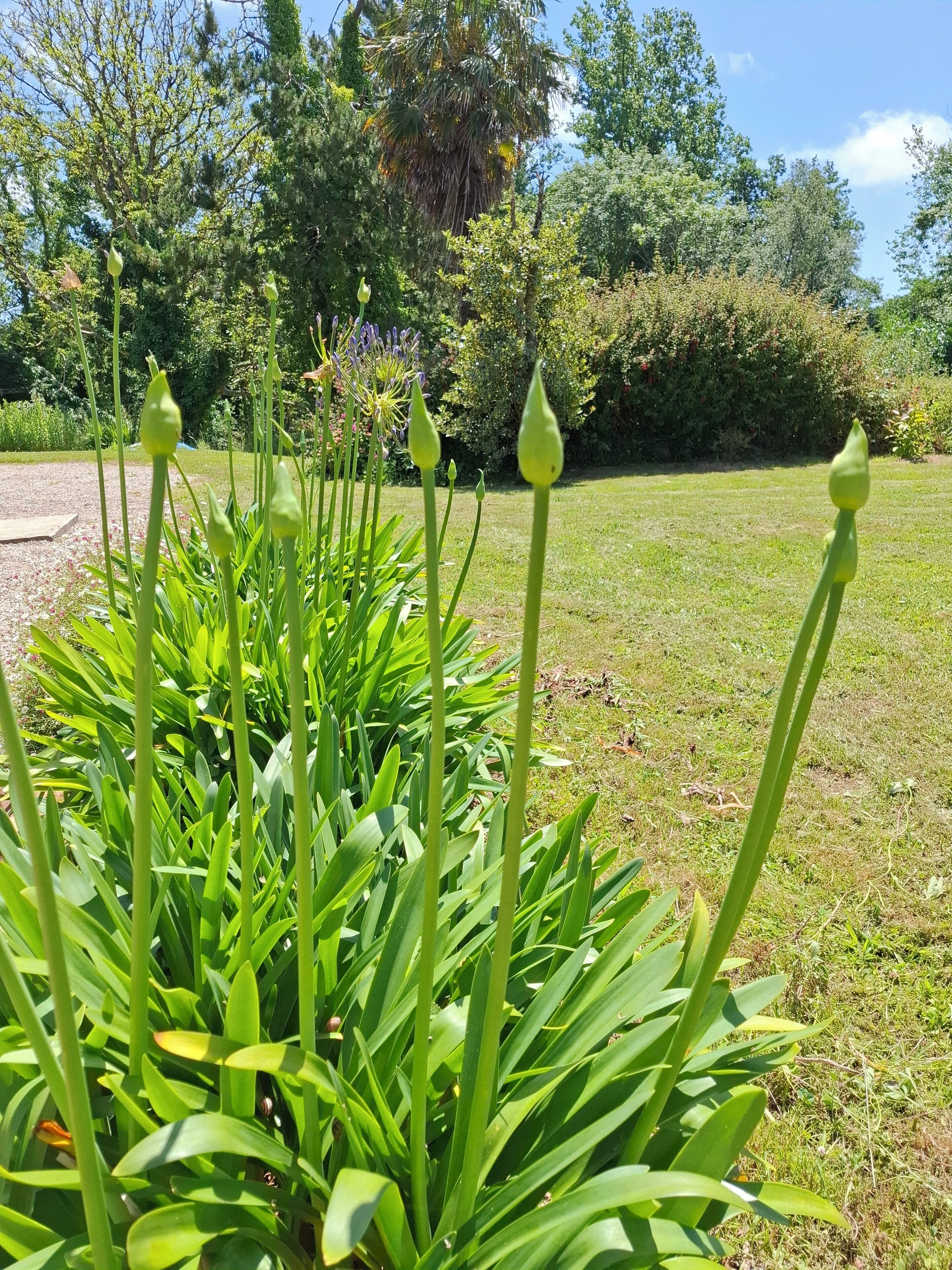 A garden with green foliage and a clear sky.