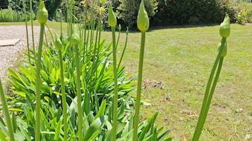 A garden with green foliage and a clear sky.