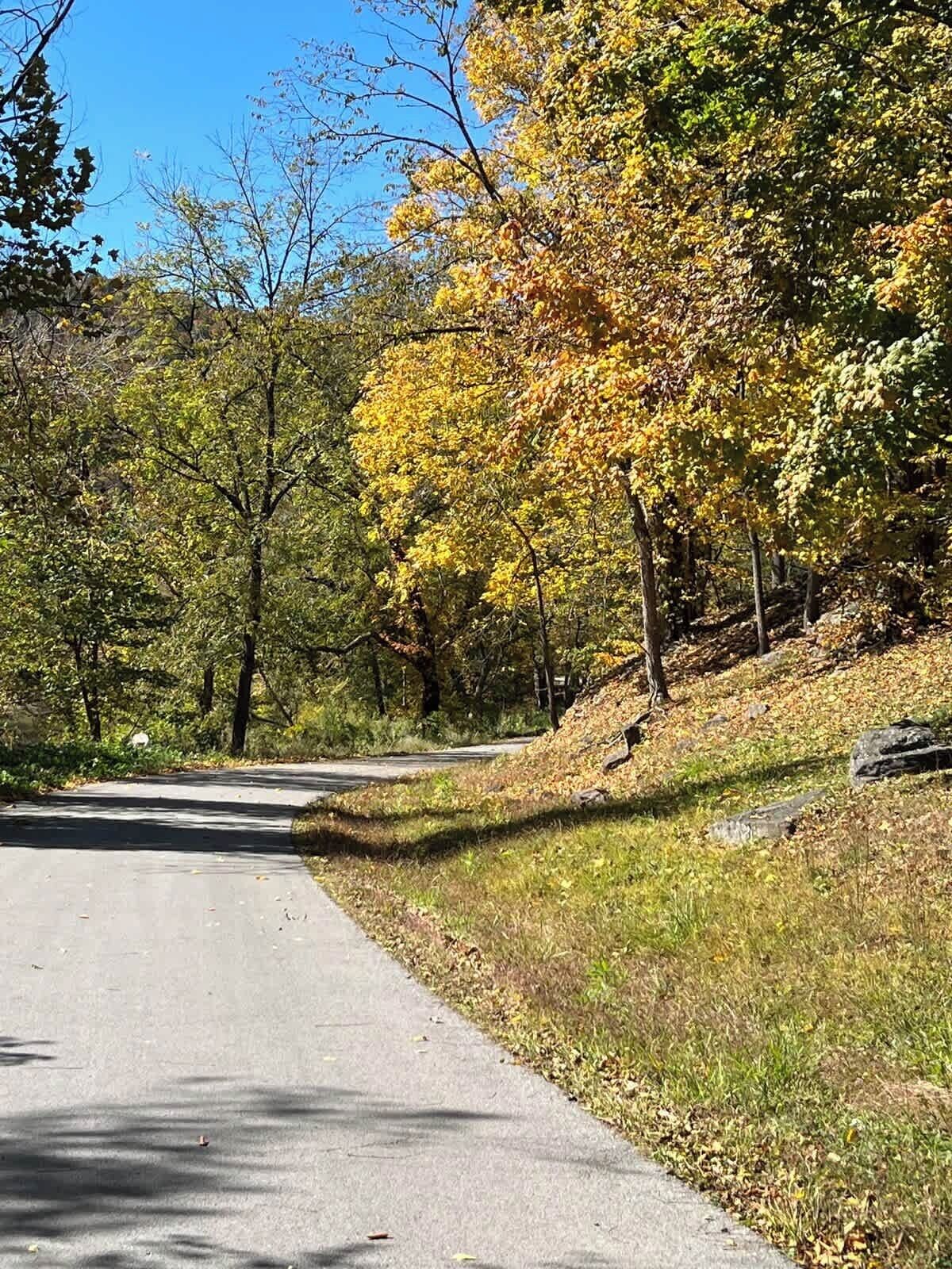A paved road flanked by trees with yellow and green leaves, indicating an autumn setting.