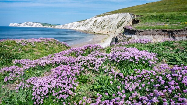 Paisaje costero con acantilados, una playa y flores moradas.