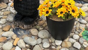 Eine Bärenstatue hält eine Tasche, einen Topf mit einem Sonnenblumenstängel und eine Steinmauer.