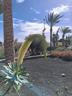 Property grounds - Casa del Mar
Lux, apartment, 4km from airport, ideal base for touring the island (Nuevo Horizonte)