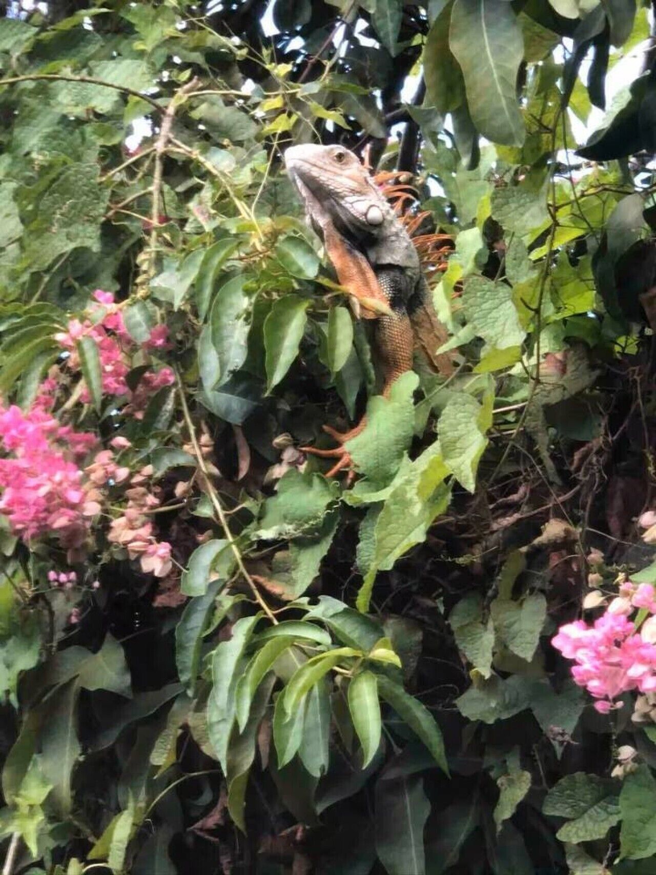 Un dragón barbudo sobre una rama rodeado de follaje verde y flores rosadas.