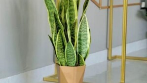 Un sansevieria en pot, posé sur un bureau blanc doté d’un cadre doré.