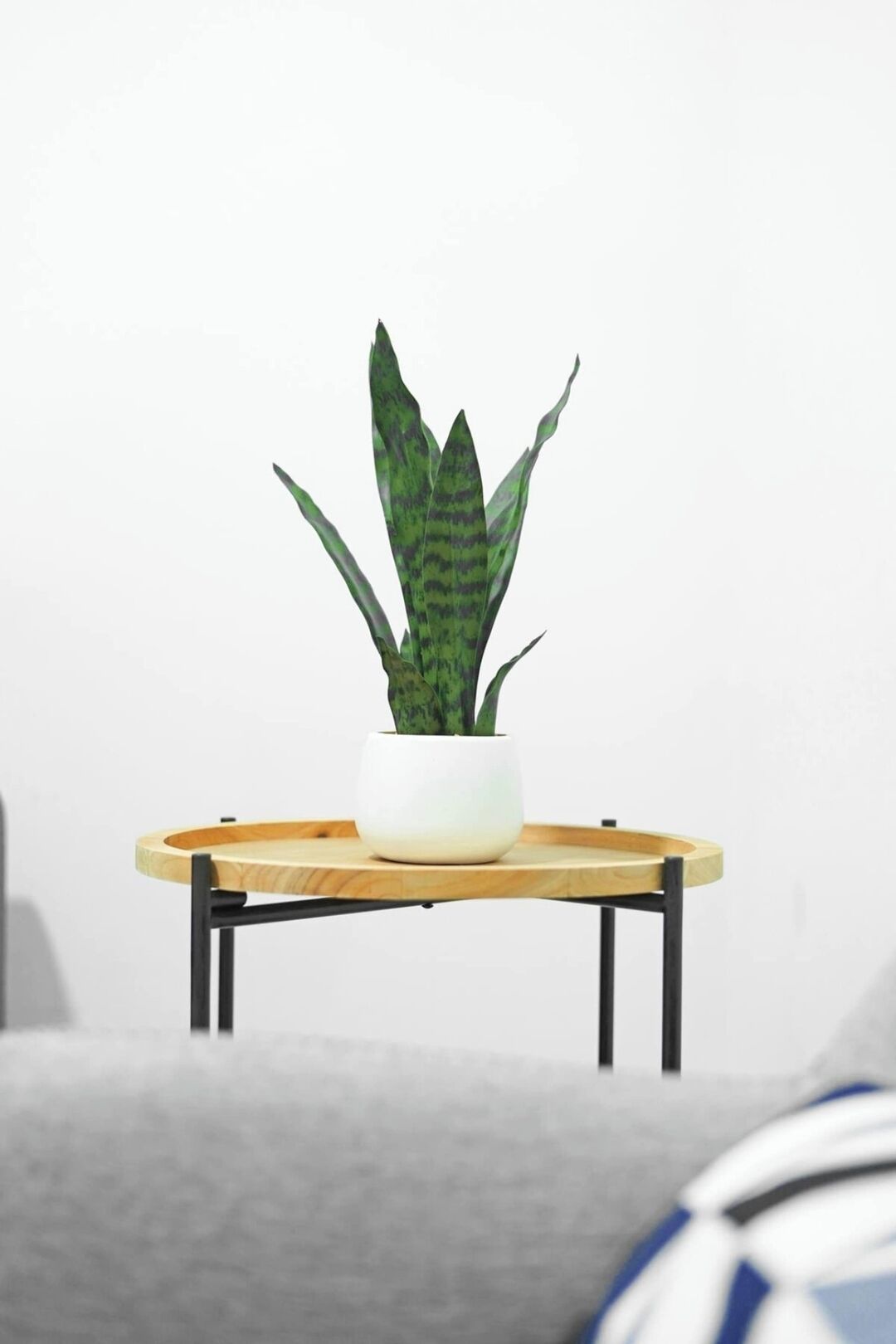 Ein Blumentopf mit Pflanze auf einem runden Holztisch.