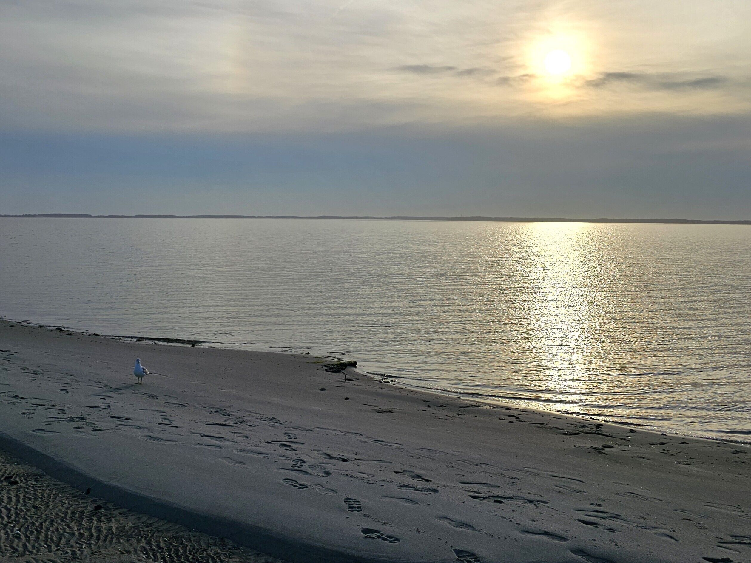 A beach with footprints and a seagull, calm water, and a sunset.