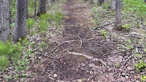 A forested area with a dirt path. - Werner Room 204, Hyland Hotel (Palmer)