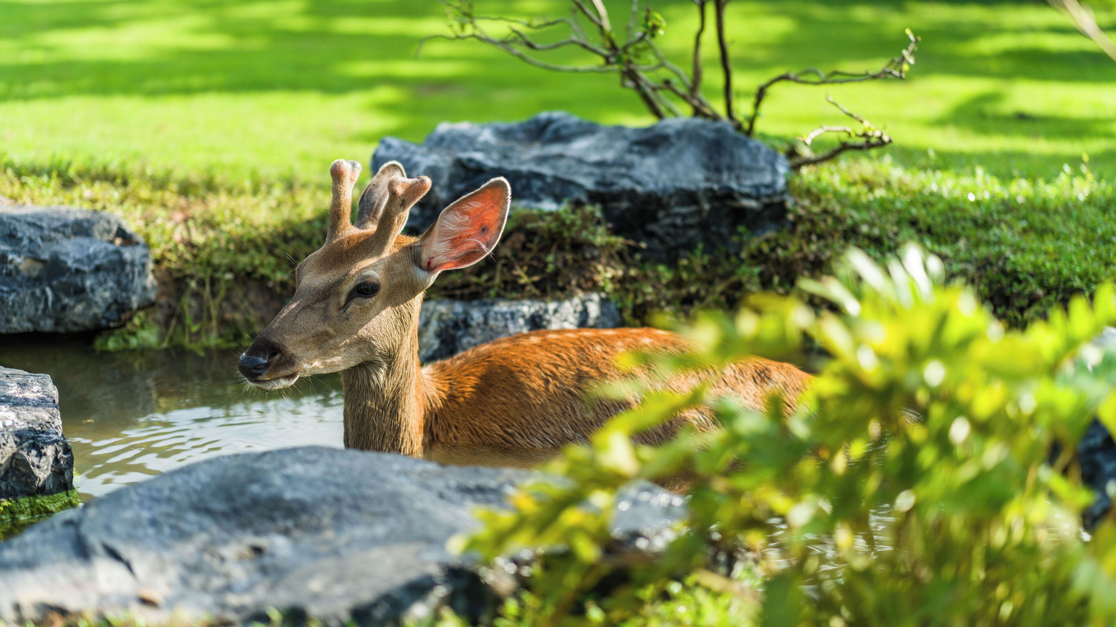 A deer in a natural setting with rocks and greenery.