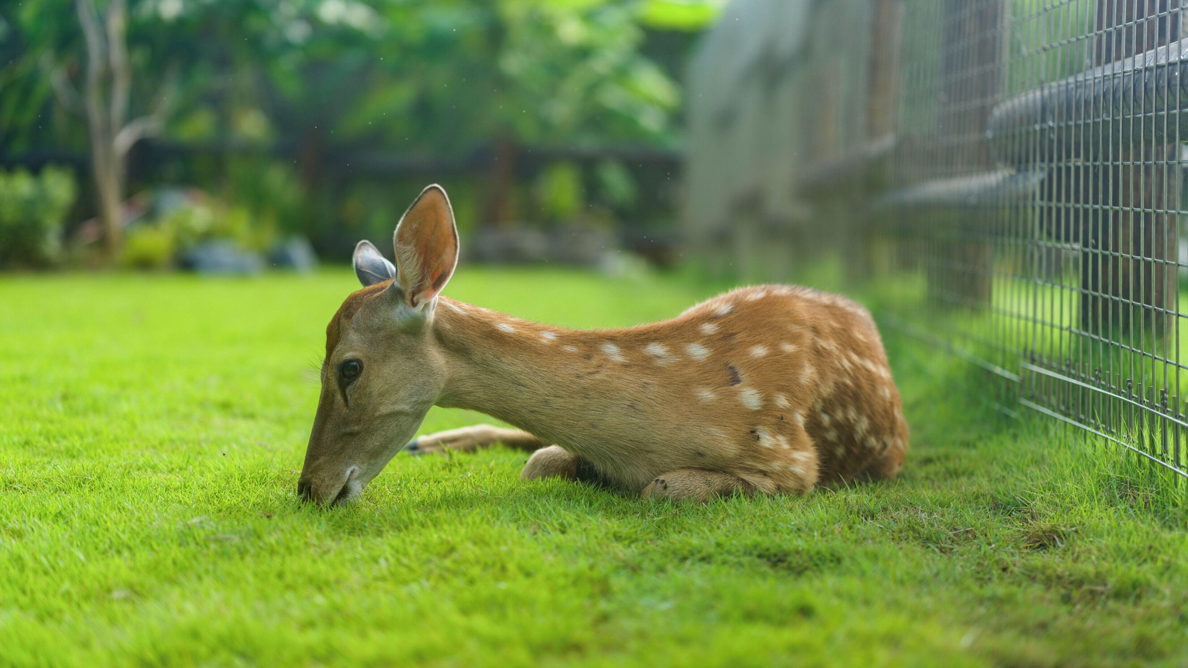 A deer in a grassy enclosure with a metal fence.