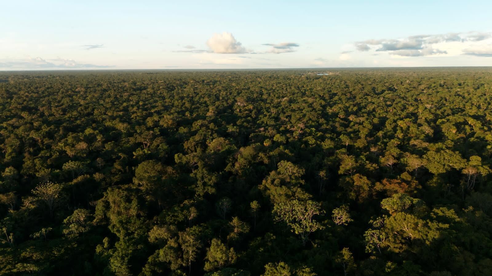 An aerial view of a dense forest with a clear sky.