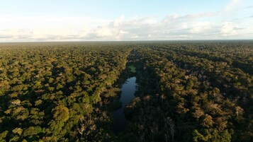 Vista aérea de un bosque denso con un río que lo atraviesa.
