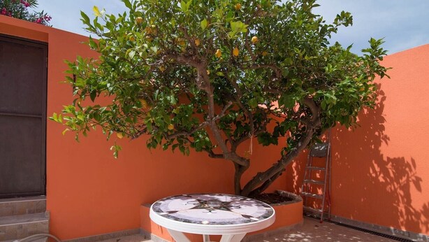 A small patio with a round table and a potted tree. - Luisa Rooms / Luisa room B2 (Veli Lošinj)