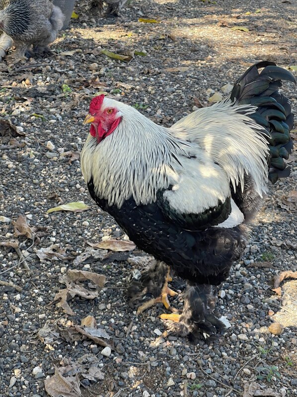 A rooster with a red comb and white feathers standing on a gravel surface.