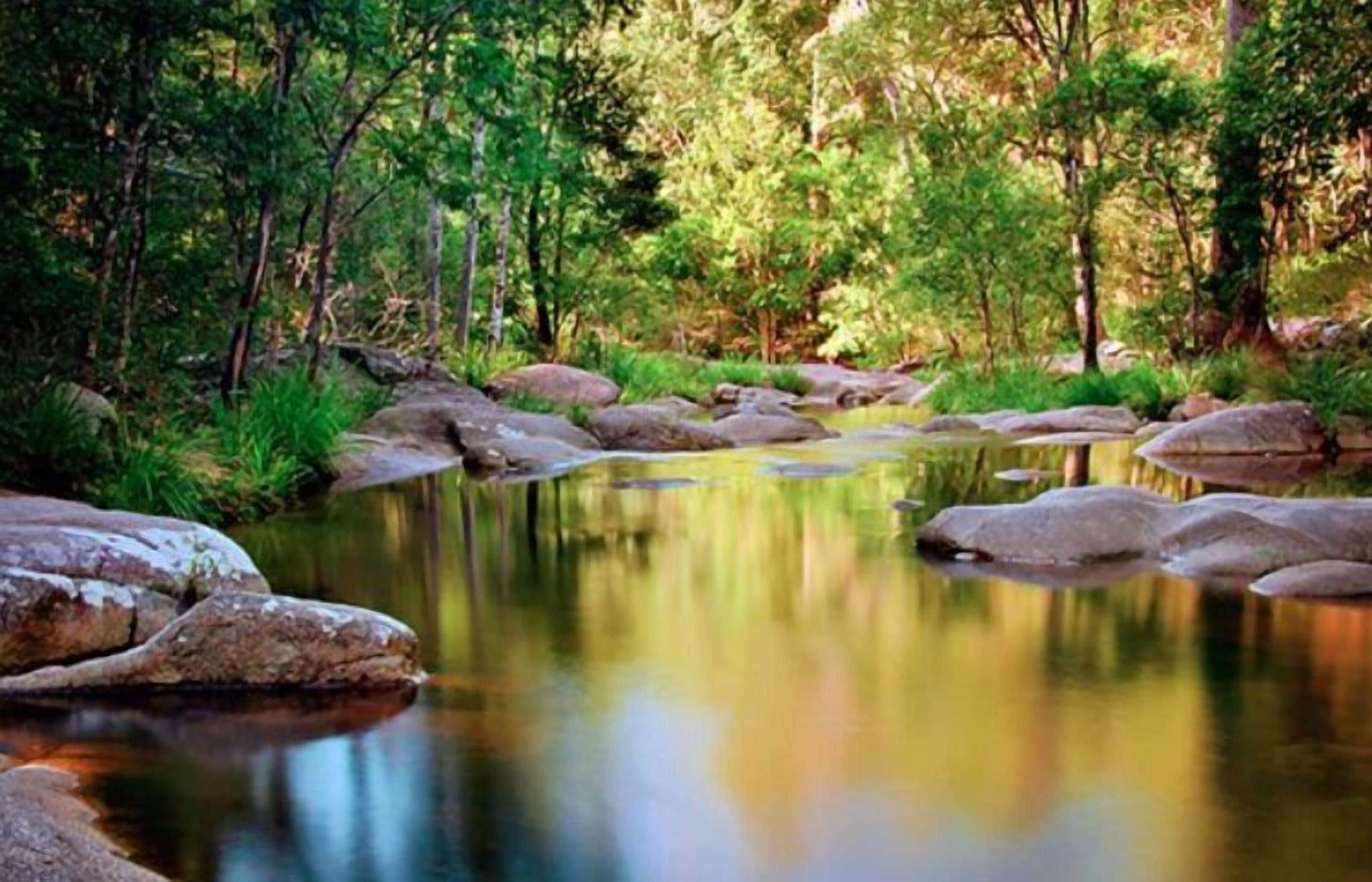 A tranquil forest scene with a calm stream and large rocks.