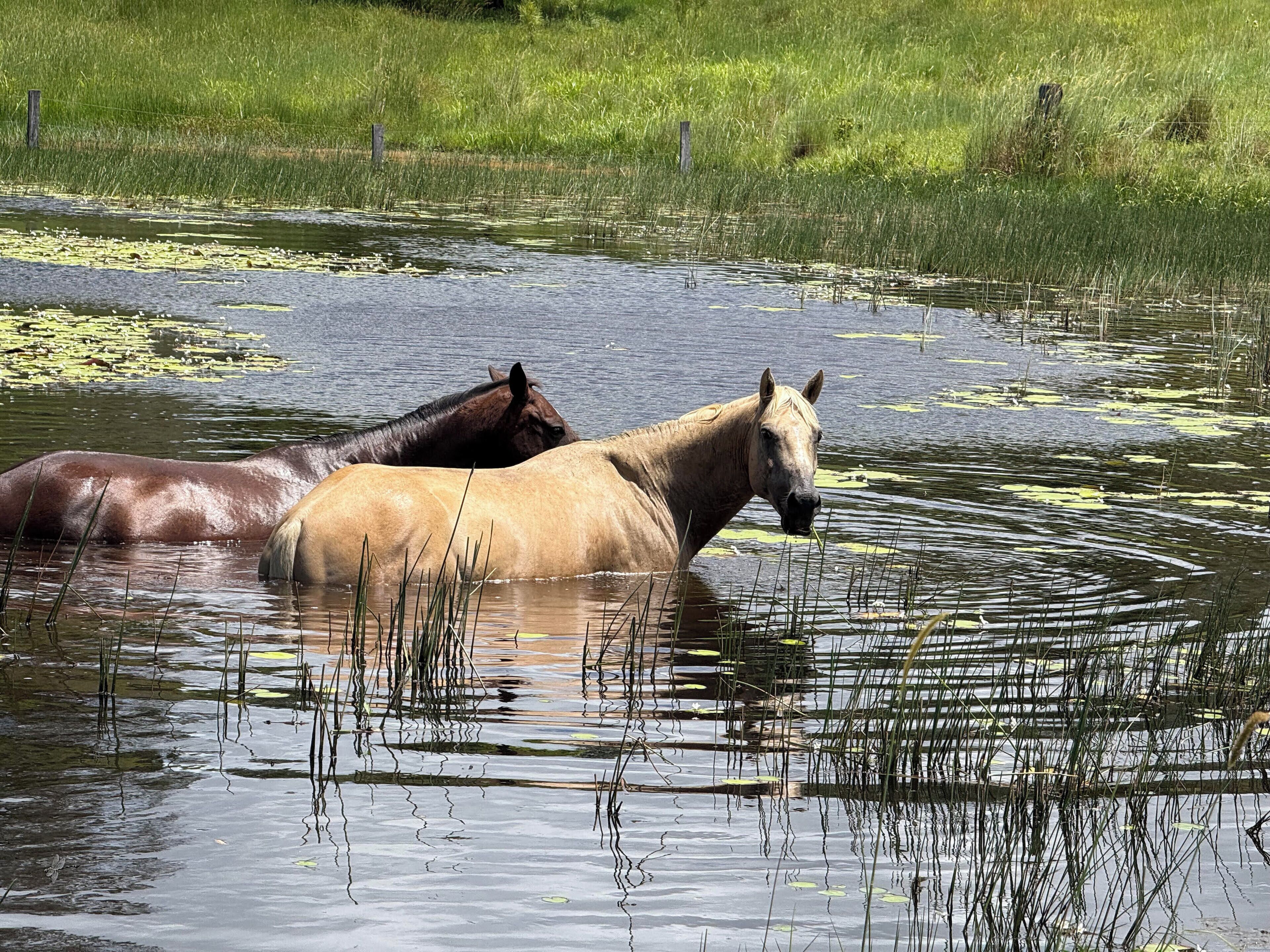 Two horses in a body of water surrounded by grass and reeds.