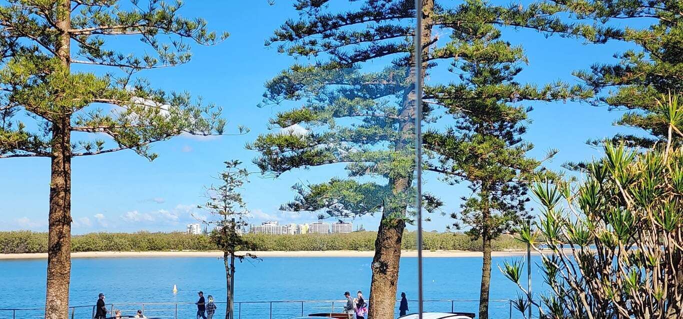 A coastal area with tall pine trees and a clear blue sky.