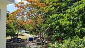 A parking area with cars, a blue tent, and a tree with orange flowers. - Pereybere Beach Apartments: Studio with Balcony (Pereybere)