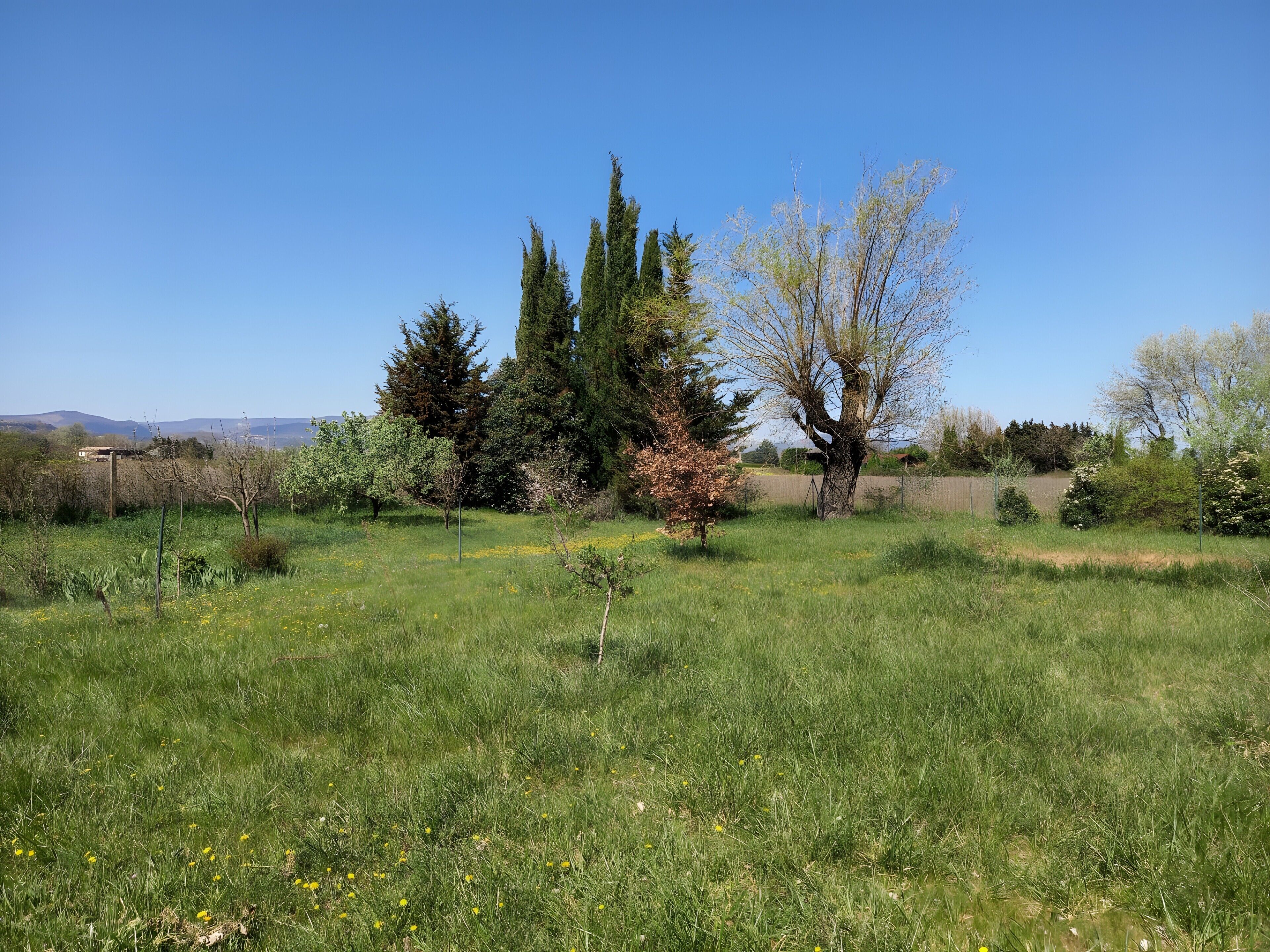 A grassy field with trees and a clear sky.