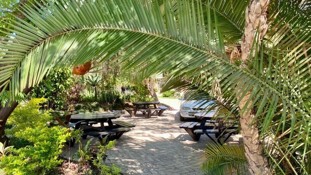 Un sendero pavimentado en un jardín con mesas de picnic y bancos, rodeado de abundante vegetación y palmeras.
