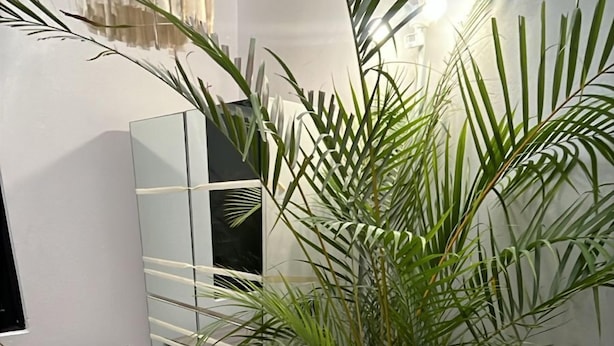 A modern room with a large potted palm plant, a glass cabinet, and a wooden desk. - NIDO Hotel (San Miguel de Allende)