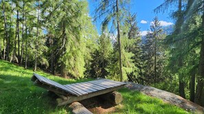 Een houten bankje in een bos met hoge bomen en een heldere lucht.
