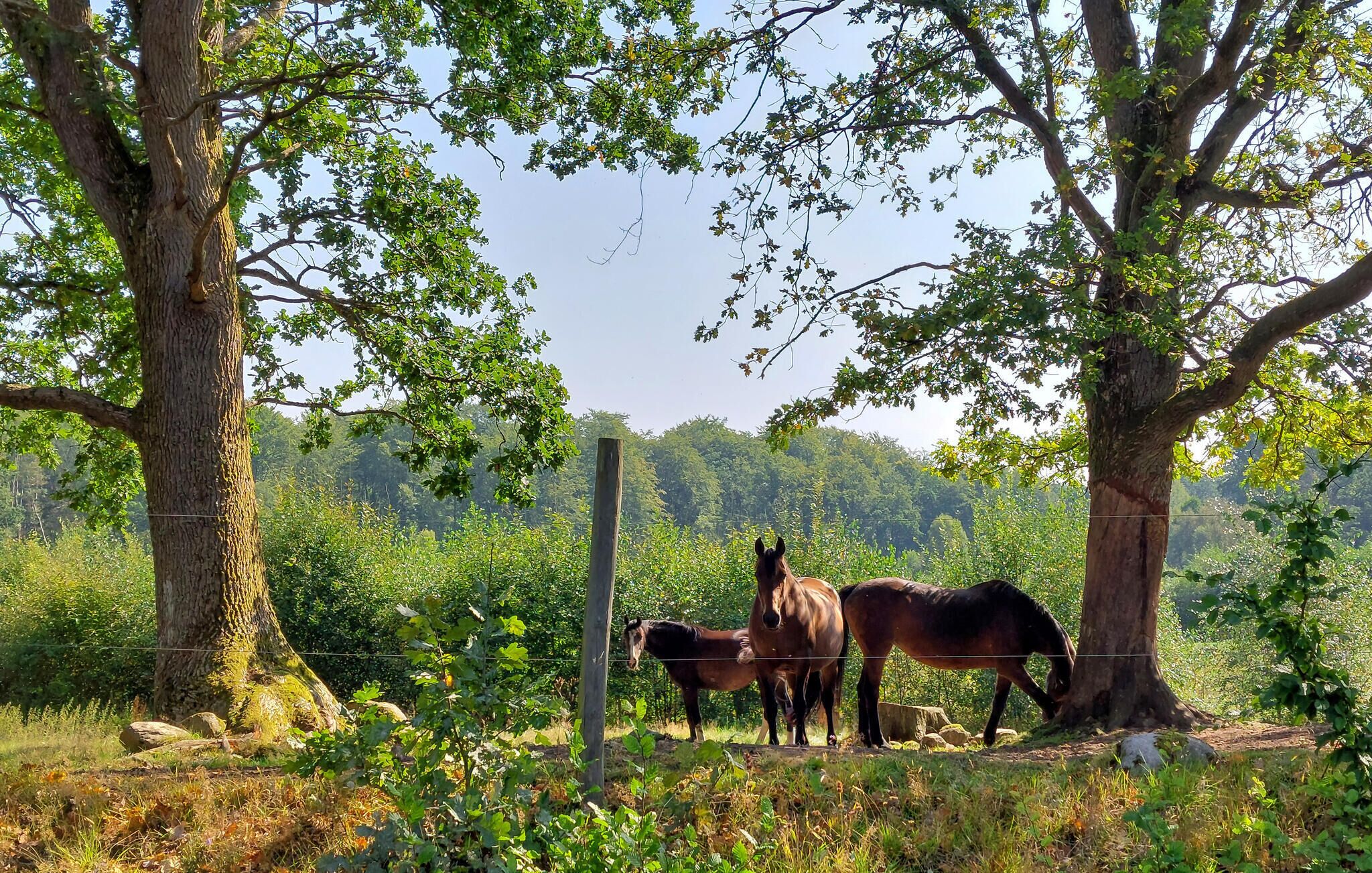 Un establo con tres caballos pastando cerca de árboles.