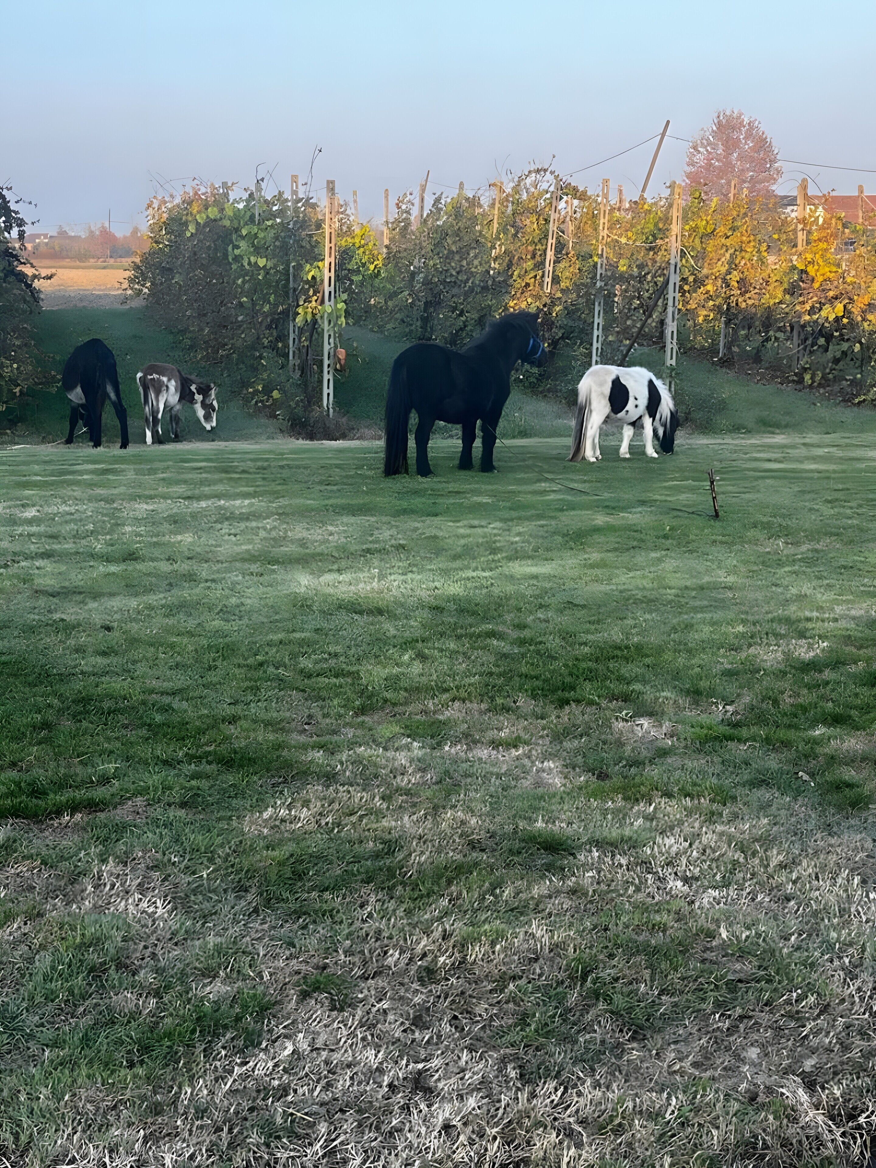 Um campo gramado com vários cavalos pastando.
