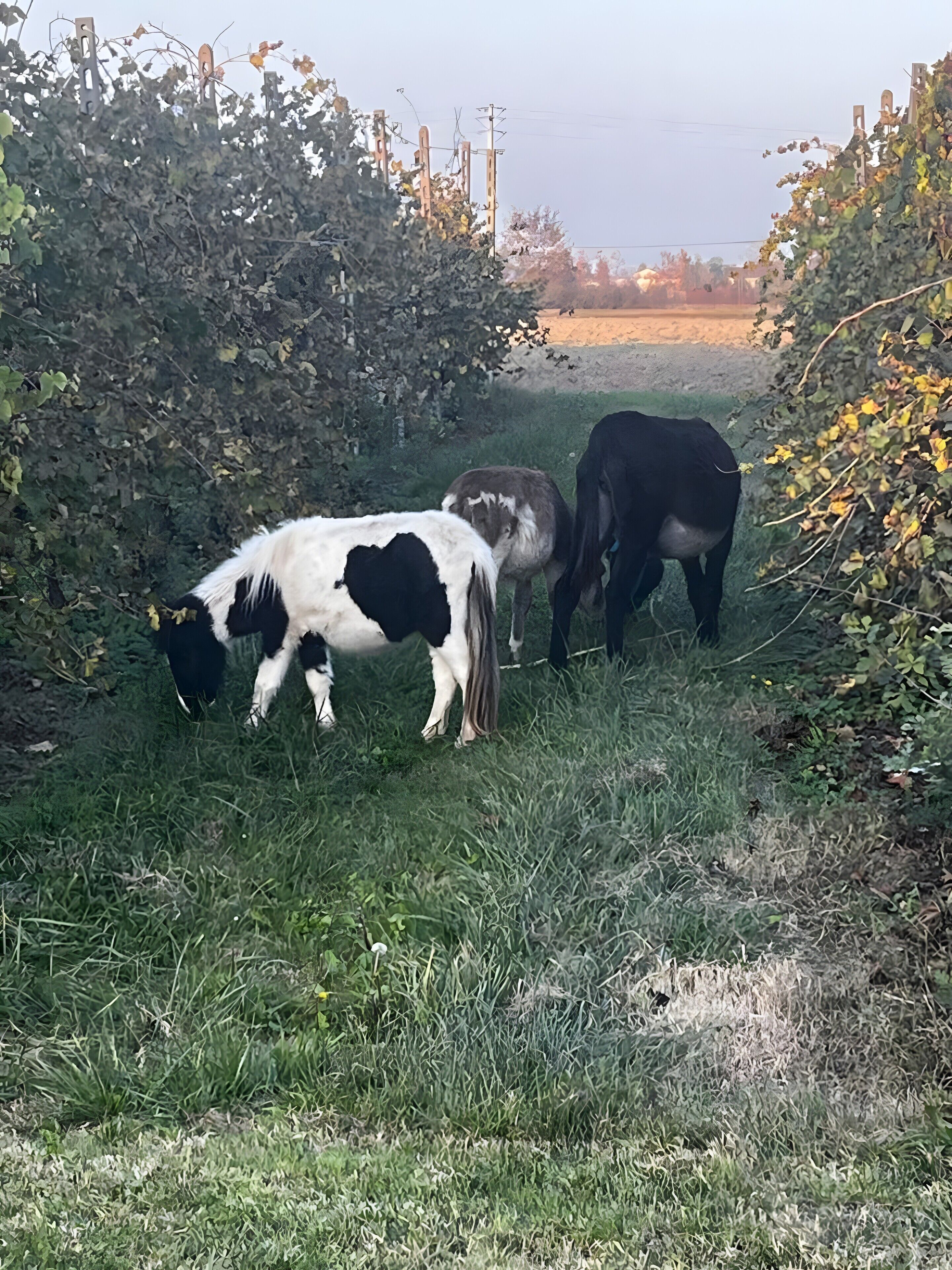 Un paysage rural avec un sentier étroit, de la verdure et quelques vaches qui paissent.