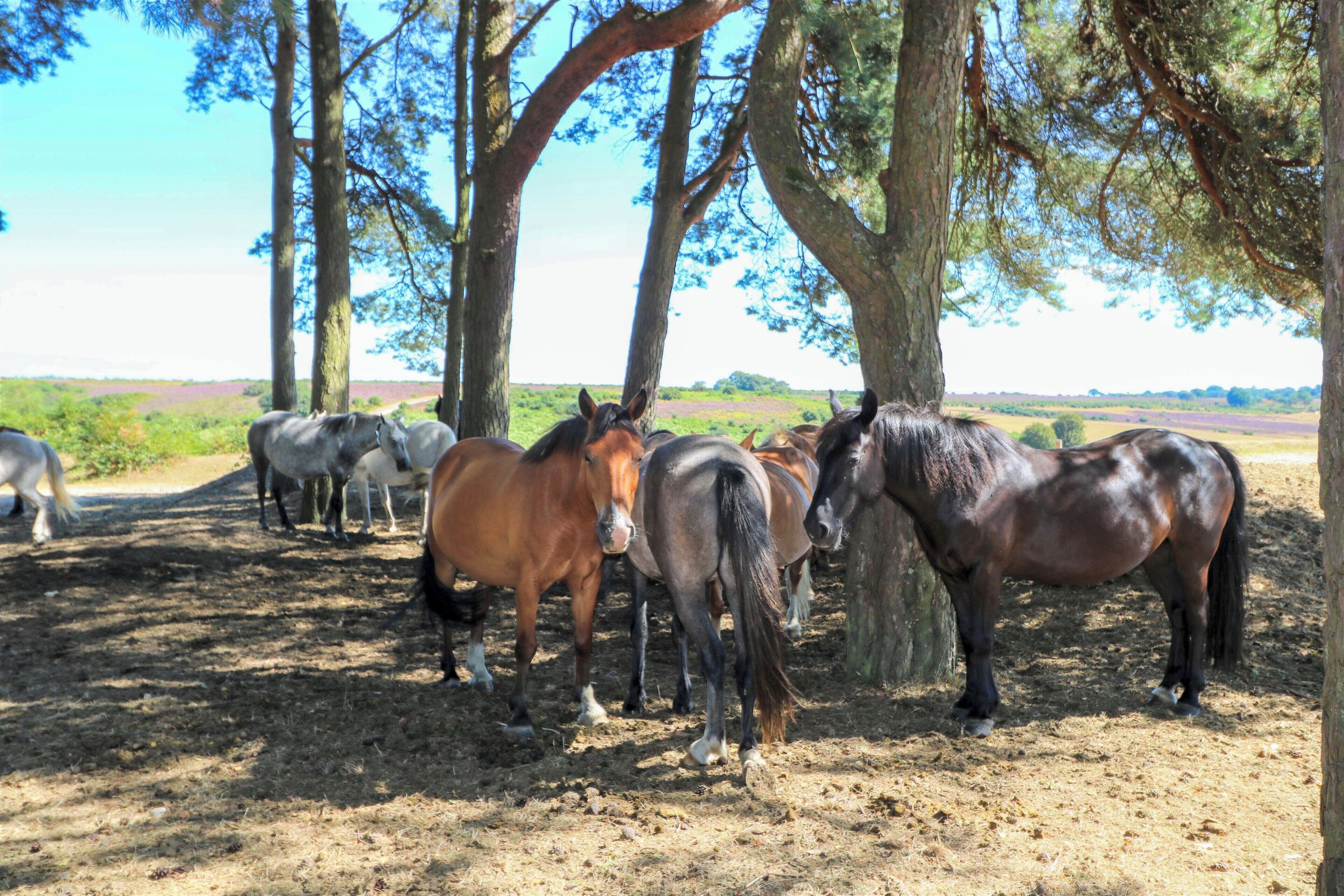 A stable with horses and trees.