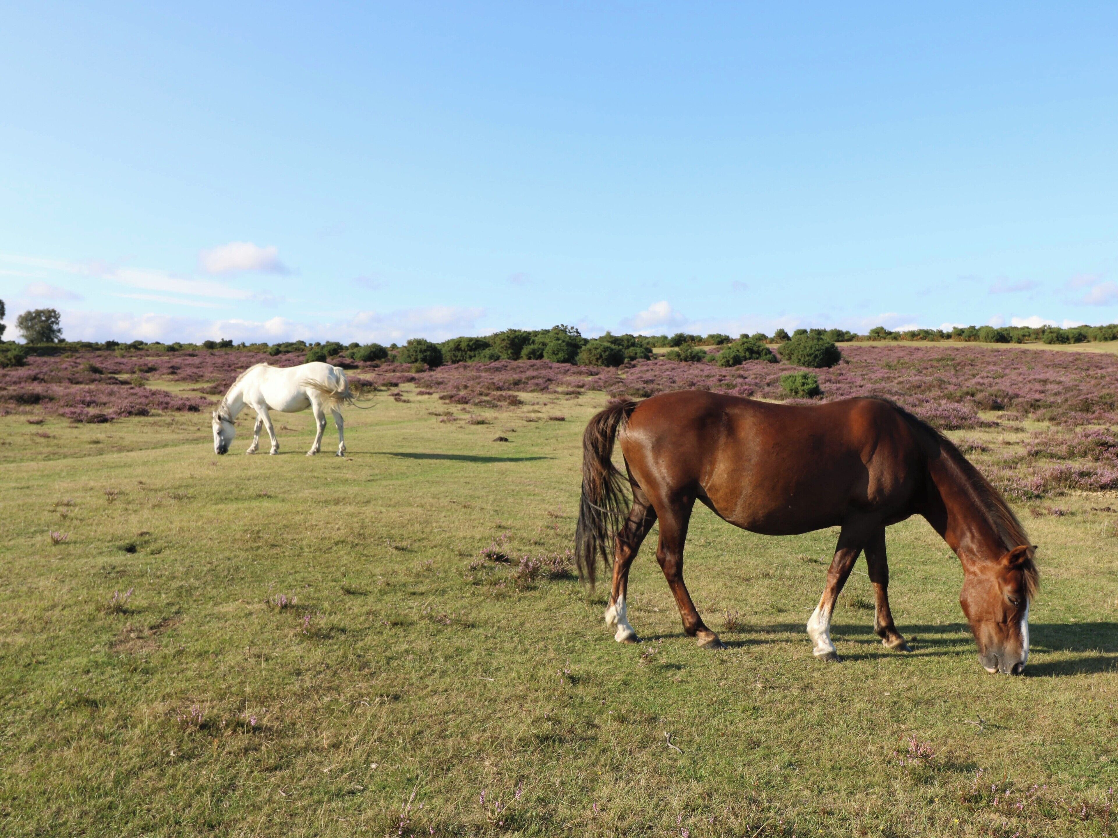 Un campo con dos caballos pastando.
