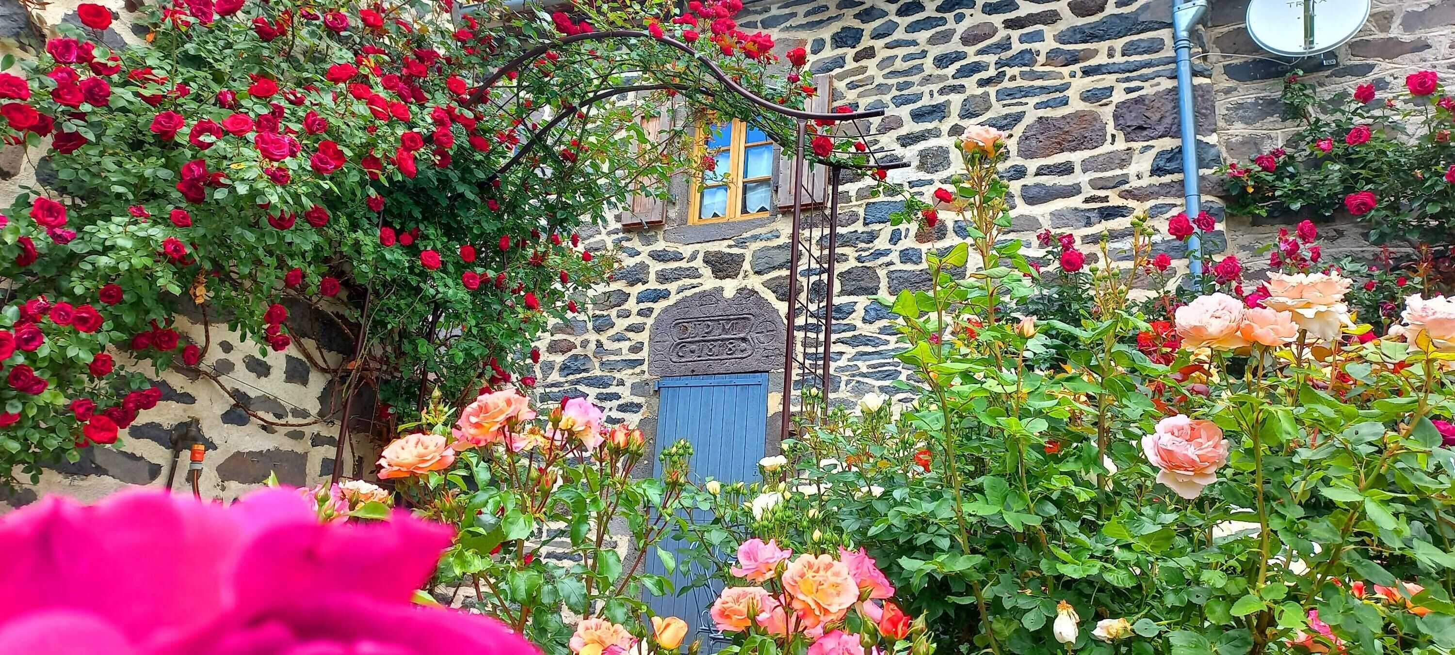 Ein Steinhaus mit blauer Tür, umgeben von üppigen Rosenbüschen.