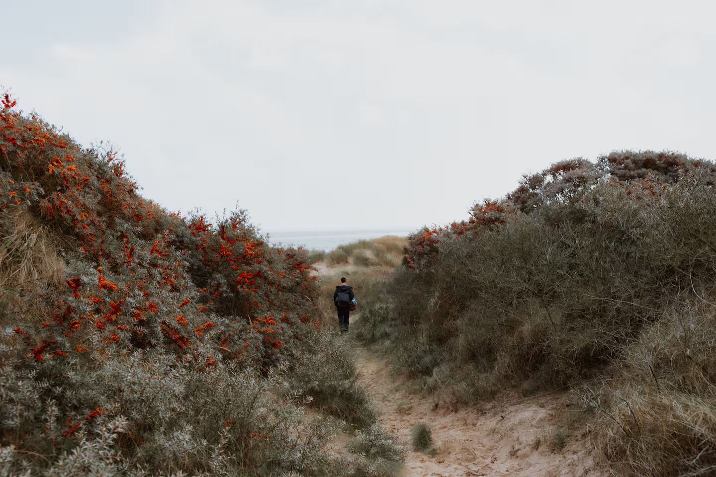 Une personne marchant sur un sentier sablonneux, entourée d’une végétation dense parsemée de fleurs rouges.
